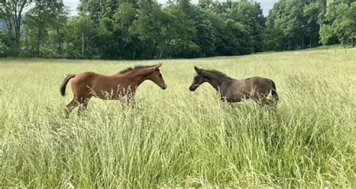 Adopt A Free Horse Today In Missouri