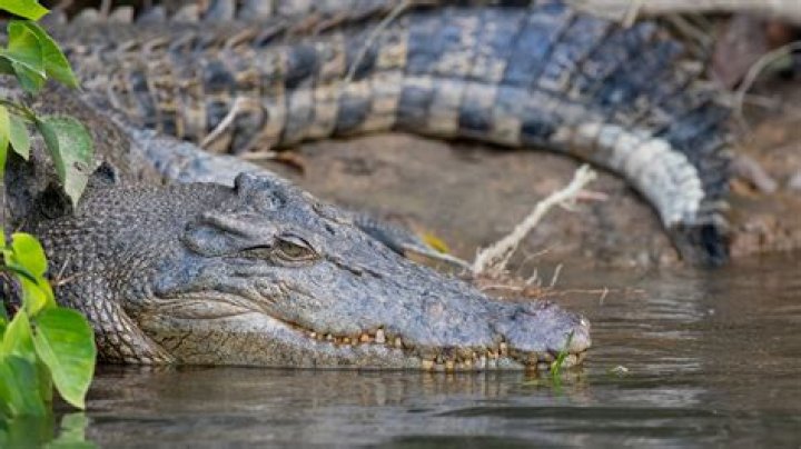 Are There Crocodiles Lurking In The Waterways Of Illinois? Exploring The Truth