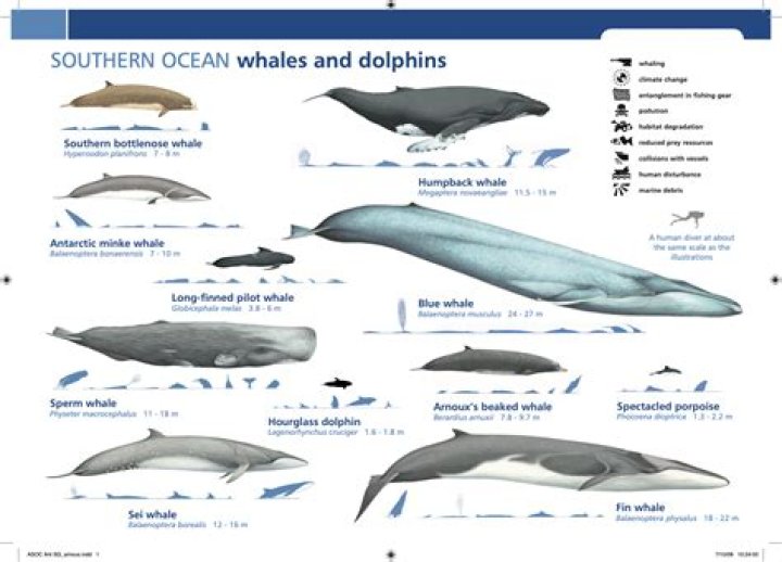 Comprehensive Guide To Whales And Alligators: An Exploration From The New York Times