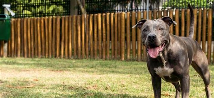 Connecticut's Trusted Pit Bull Rescue: Giving Hope To Loving Canines