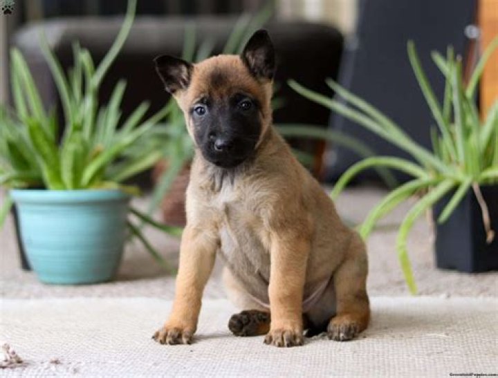 Discover Exceptional Belgian Malinois Pups For Your Home In Oregon