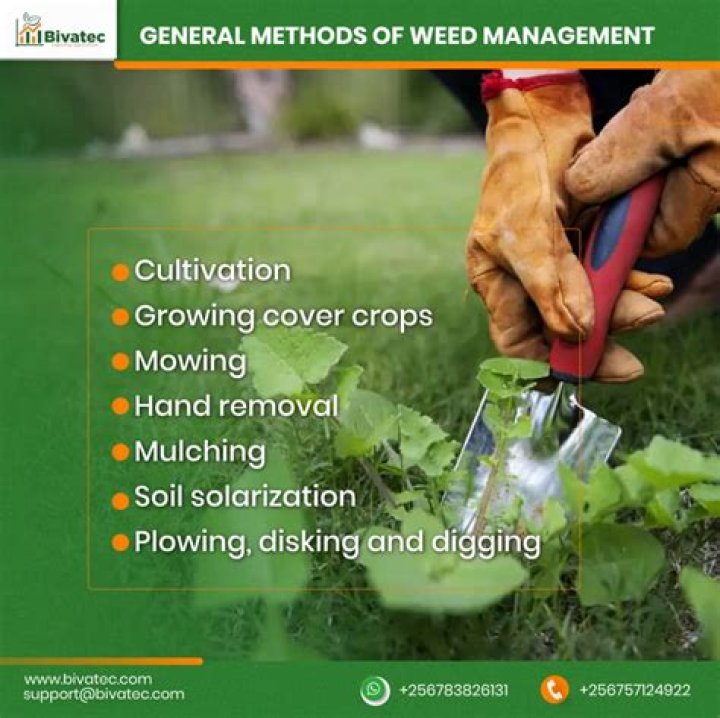 Eraser Vs Roundup: The Ultimate Guide To Choose The Best Weed Control Method