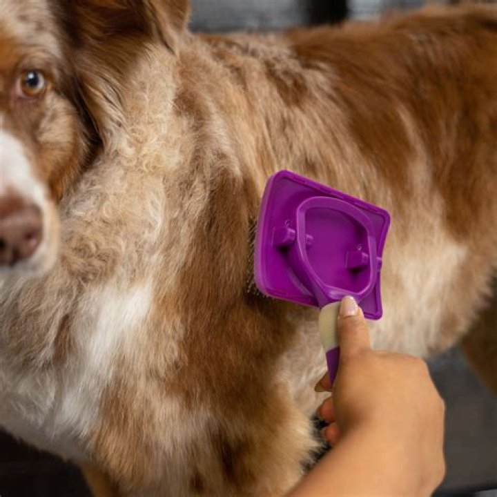 Essential Dog Slicker Brush: Groom Your Pet Like A Pro