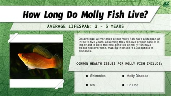 How Long Molly Norbit Will Be Behind Bars: Unveiling The Sentence Timeline