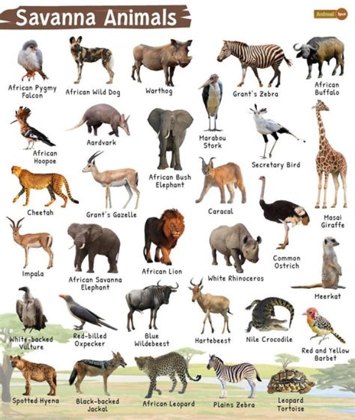 Magnificent Zoos Near You: Explore Savannah's Animal Wonders