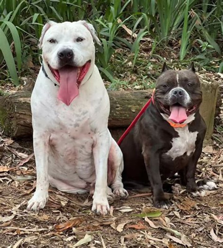 Pit Bull Rescuers Step Up To Save Jacksonville's Furry Friends