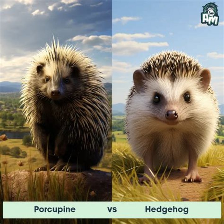 The Fascinating World Of Cats And Hedgehogs: A Unique Bond