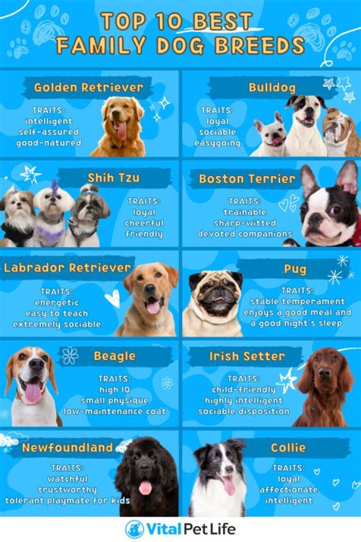 The Ultimate Guide To The Best Dog Breeds For Air Travel