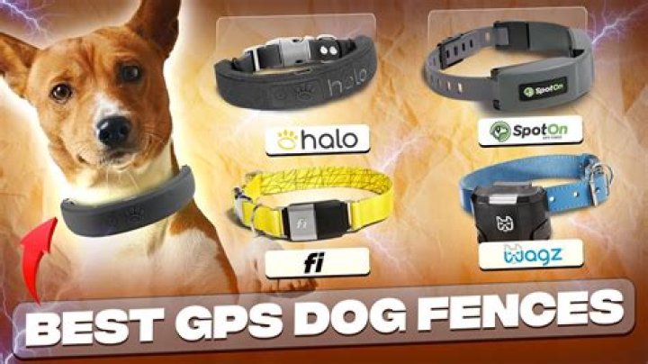 The Ultimate Guide To The Best Geofence Dog Collars Available