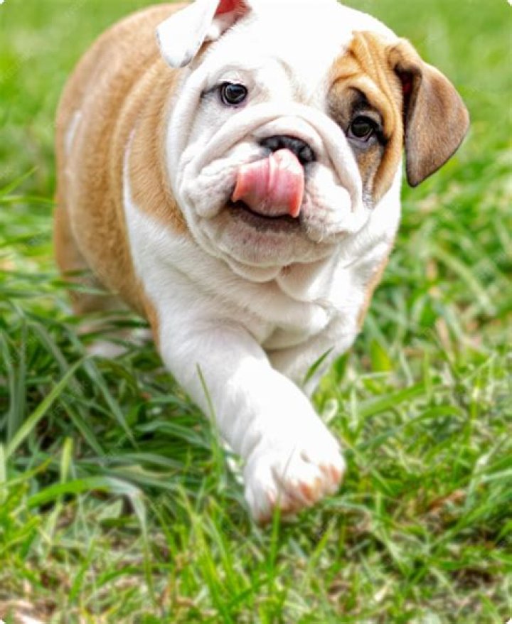 Trustworthy English Bulldog Breeders In Oregon For The Perfect Companion